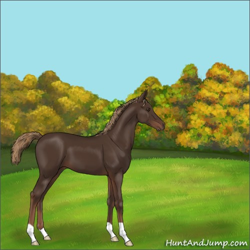 Horse Color:Liver Chestnut 