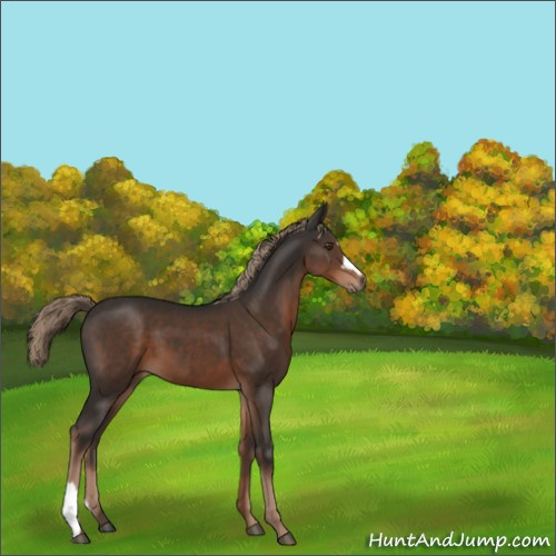Horse Color:Liver Chestnut 