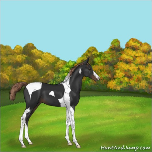 Horse Color:Liver Chestnut Tobiano 
