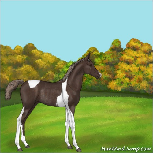 Horse Color:Liver Chestnut Tobiano Rabicano 