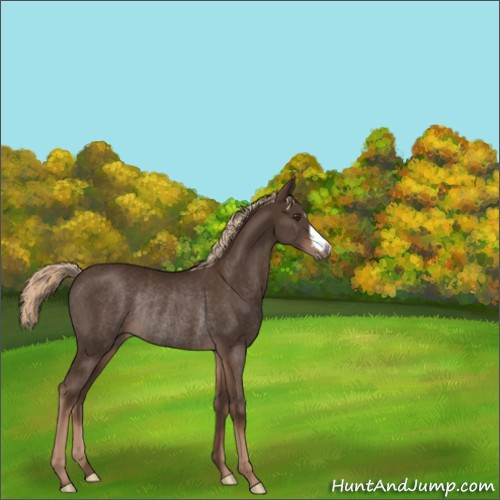 Horse Color:Liver Chestnut Rabicano 