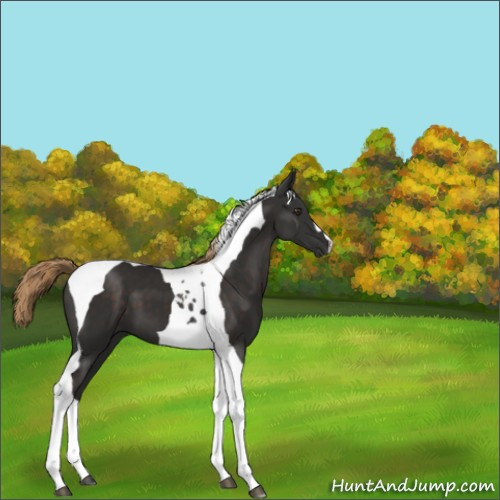 Horse Color:Liver Chestnut Tobiano 