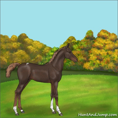 Horse Color:Liver Chestnut Tobiano Rabicano 