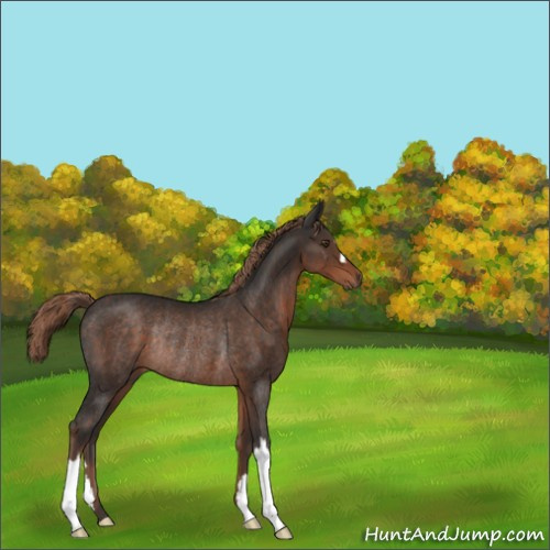Horse Color:Liver Chestnut Rabicano 