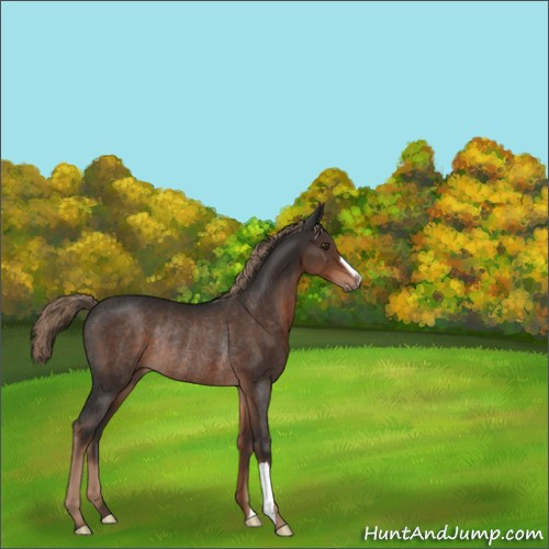 Horse Color:Liver Chestnut Rabicano 
