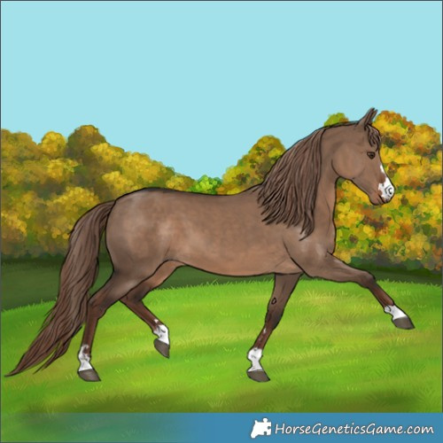 Horse Color:Liver Red Dun 