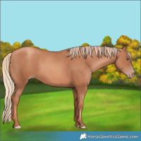 Horse Color:Gold Champagne 