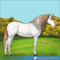 Horse Color:Red Dun Roan Leopard and Red Dun Roan Near Leopard