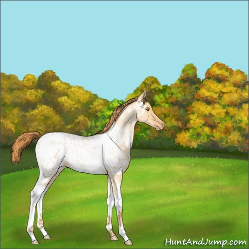 Horse Color:Bay Roan Pearl Dun Tobiano Appaloosa 