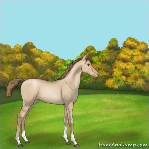 Horse Color:Grullo Pearl Tobiano 