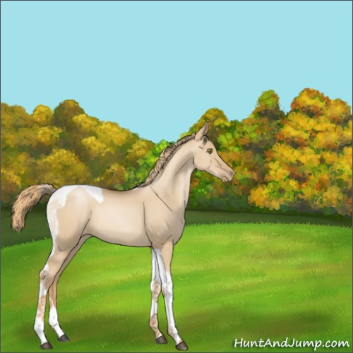 Horse Color:Red Dun Pearl Tobiano Rabicano 