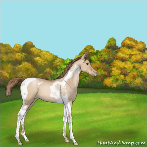 Horse Color:Grullo Roan Pearl Tobiano 