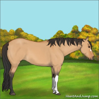 Horse Color:Bay Dun 