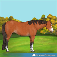 Horse Color:Bay and Bay