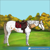 Horse Color:Buckskin Splash Tobiano Appaloosa 