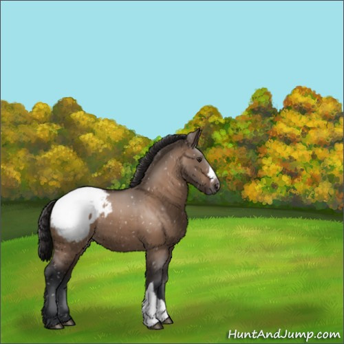 Horse Color:Brown Dun Appaloosa 
