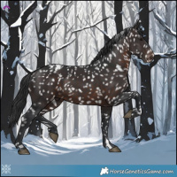 Horse Color:Brown Appaloosa 