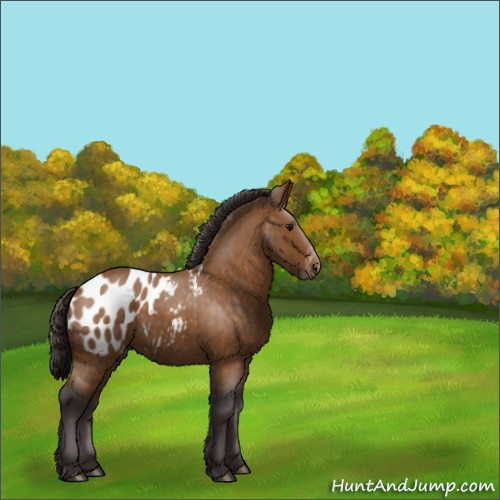 Horse Color:Buckskin Roan Appaloosa 