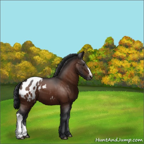 Horse Color:Brown Appaloosa 