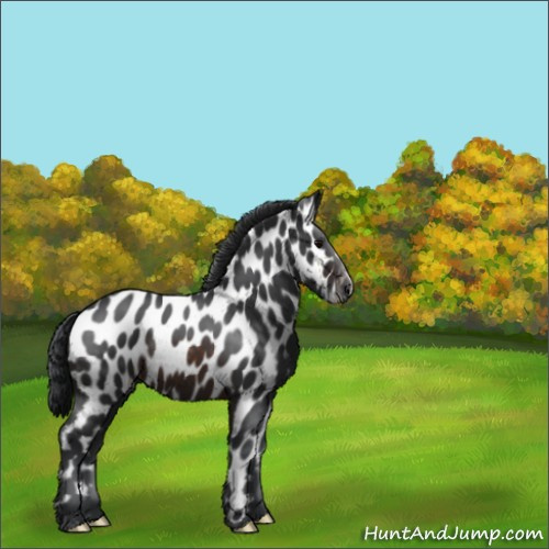Horse Color:Brown Appaloosa 