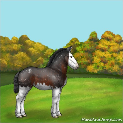 Horse Color:Brown Splash Appaloosa 