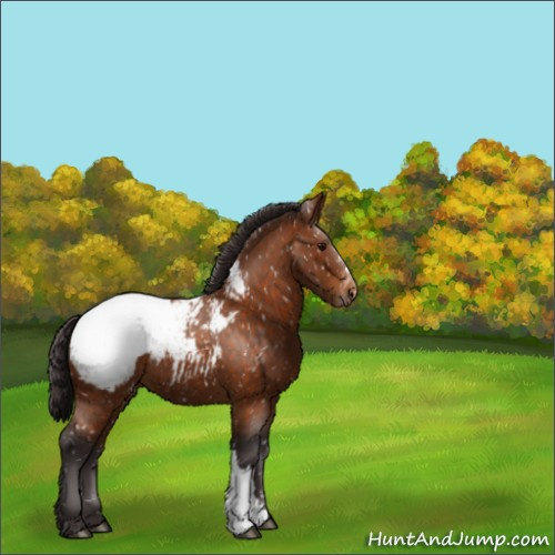 Horse Color:Buckskin Appaloosa 