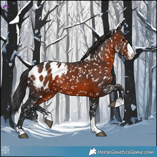 Horse Color:Brown Appaloosa 