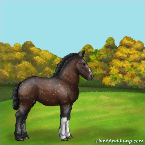 Horse Color:Brown Appaloosa 