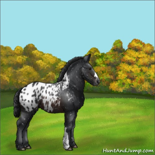 Horse Color:Brown Appaloosa 