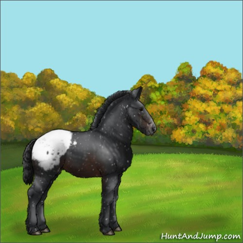 Horse Color:Brown Appaloosa 