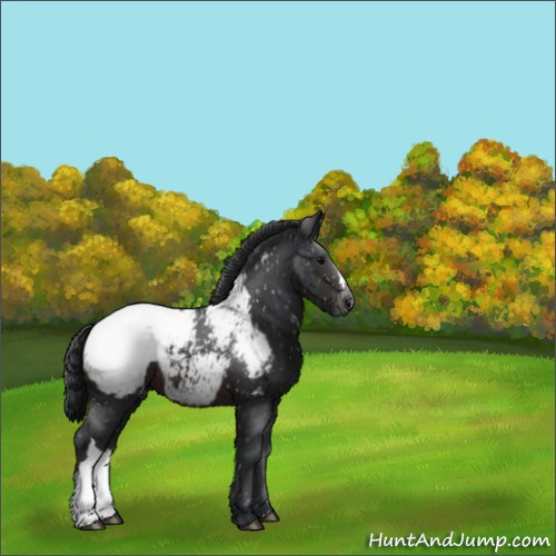 Horse Color:Brown Appaloosa 