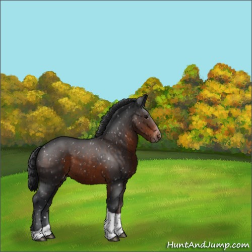 Horse Color:Brown Tobiano Appaloosa 