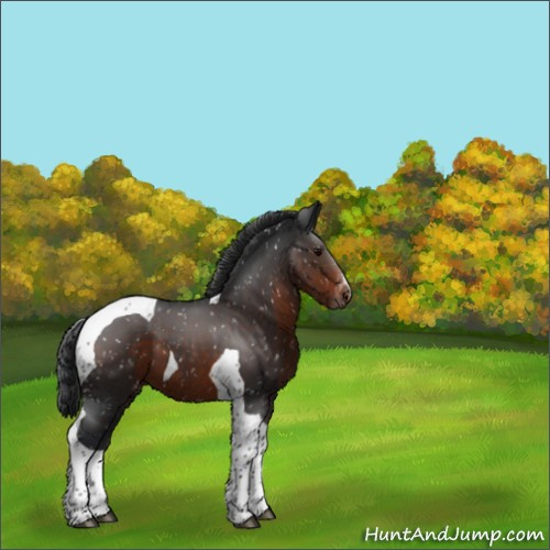Horse Color:Brown Tobiano Appaloosa 