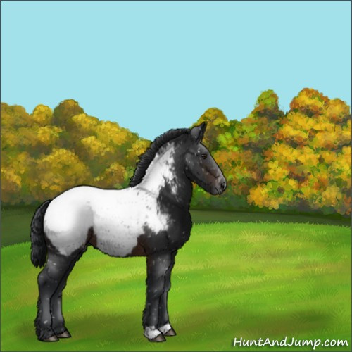 Horse Color:Brown Appaloosa 