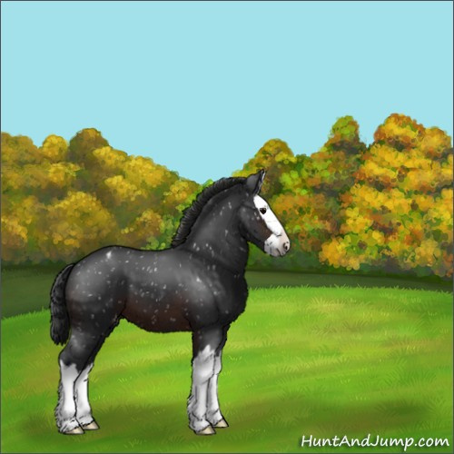 Horse Color:Brown Sabino Splash Appaloosa 