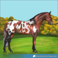 Horse Color:Brown Appaloosa 