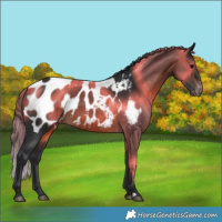 Horse Color:Brown Blanket