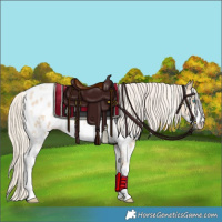 Horse Color:Palomino Pearl Sabino Appaloosa 