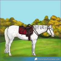 Horse Color:Palomino Pearl Tobiano Appaloosa 