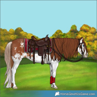 Horse Color:Chestnut Sabino Splash 