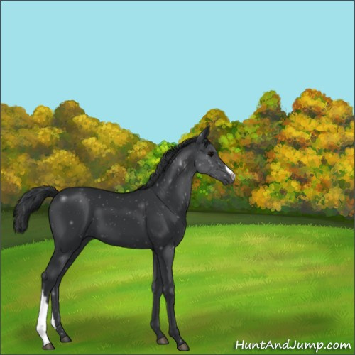 Horse Color:Black 