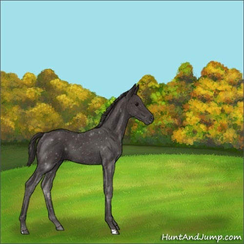 Horse Color:Smoky Black 