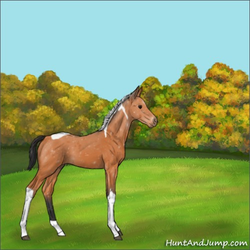 Horse Color:Bay Tobiano 