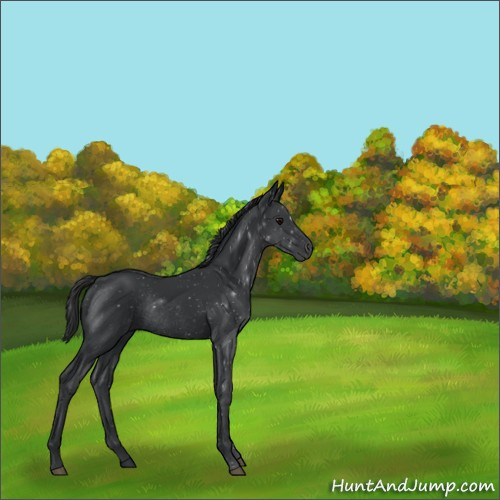 Horse Color:Black Rabicano 