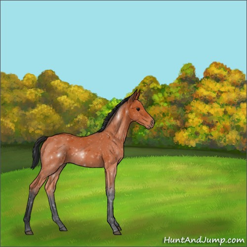 Horse Color:Bay 