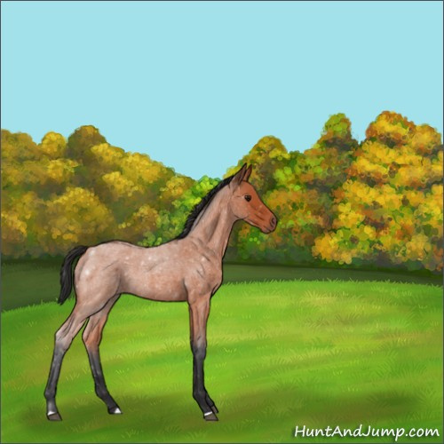 Horse Color:Bay Roan 