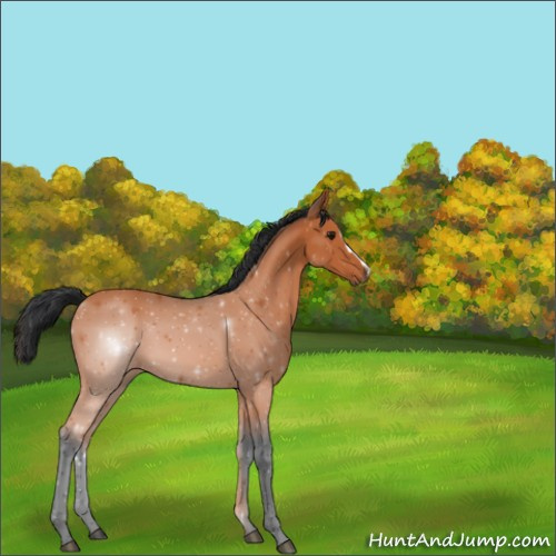 Horse Color:Bay 