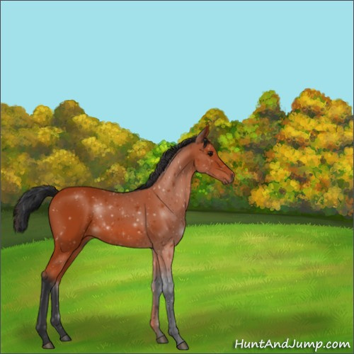 Horse Color:Bay 