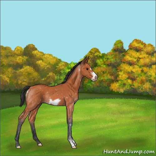 Horse Color:Bay Frame Rabicano 