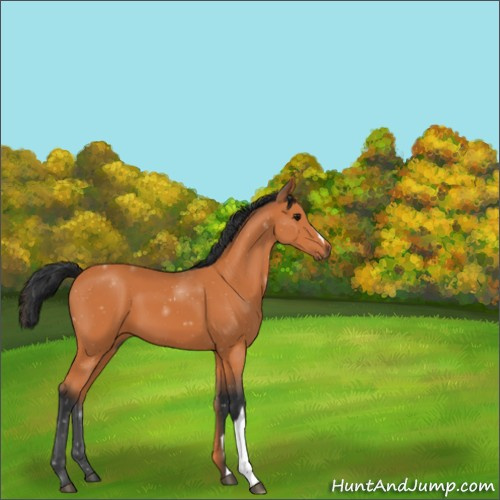 Horse Color:Bay 